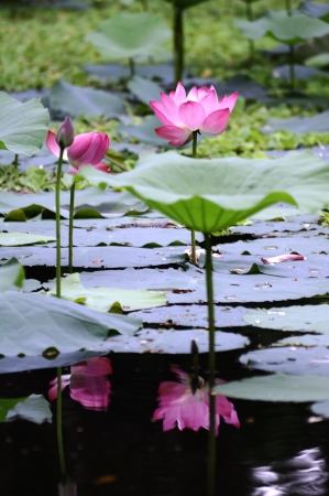 lotusの写真素材