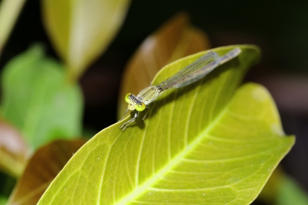 dragonflyの写真素材