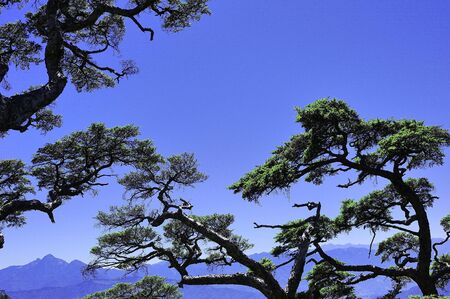 tree