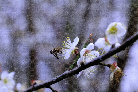 plum flowerの写真素材