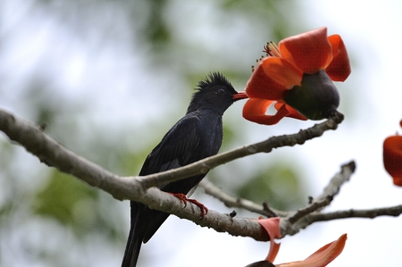 kapokの写真素材