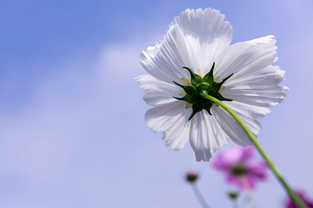 cosmosの写真素材