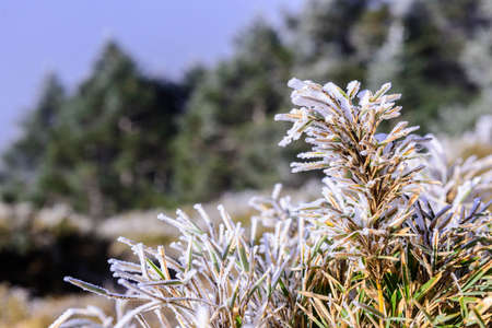 ICE TREEの写真素材