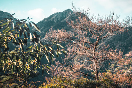 Mountain view of Doi Pha Tang at Chiangrai province, Thailand.