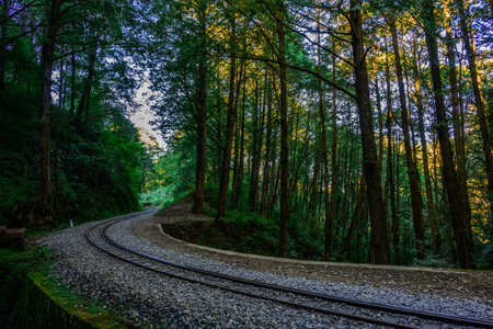 Railway in the forest in the evening. Travel and tourism concept
