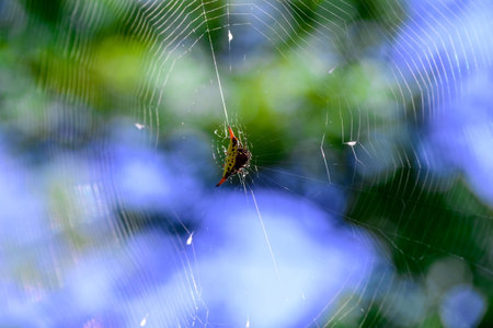 Spider on the web in the forest. Selective focus with shallow depth of field.の写真素材