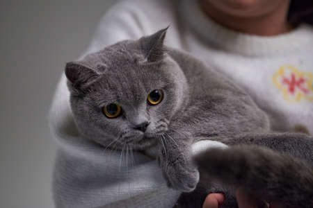 A little asian girl is holding   English shorthair cat