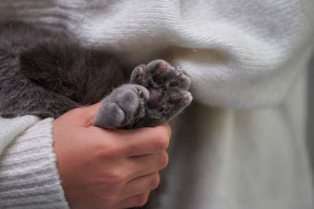 A close-up of the feet of   English shorthair cat