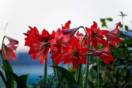 Bush of red Hippeastrum in full bloomの写真素材