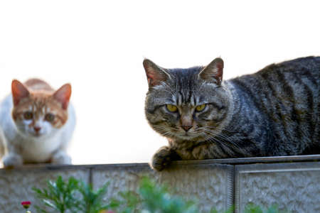 Two domestic catsの写真素材