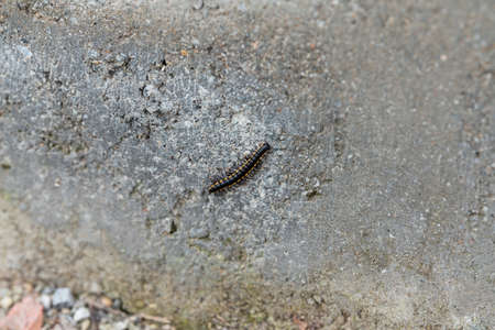 Millipede on a stoneの写真素材