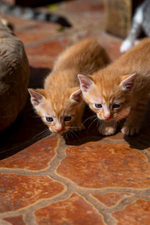 Two cute little milk cats playing, kittens. A cute orange-white domestic cat.の写真素材