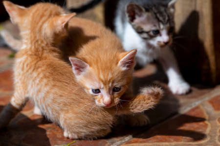 cute little milk cats playing, kittens. A cute orange-white domestic cat.の写真素材