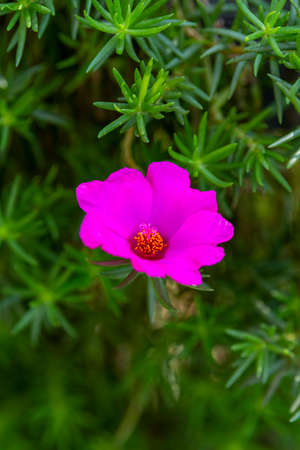 A blooming single-petal sun flower, purslane