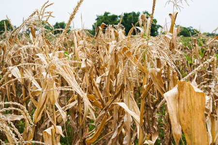Withered corn stalks in the farmland