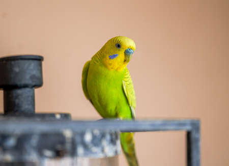 A cute yellow-green pet parrotの写真素材