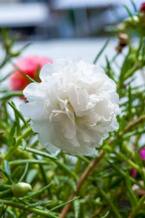 Close-up of a blooming white purslane flowerの写真素材
