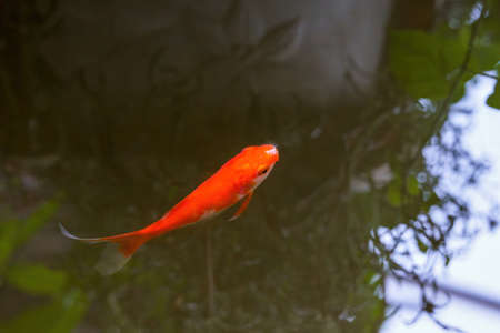 Closeup of a red koi carp in a pondの写真素材