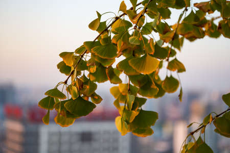 Ginkgo leaves yellowed in autumn at dusk