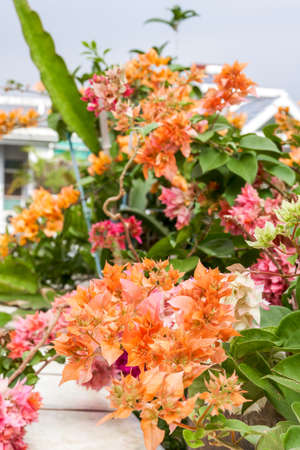 Multi-colored Bougainvillea flowers, colorful flowersの写真素材