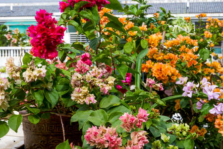 Multi-colored Bougainvillea flowers, colorful flowersの写真素材