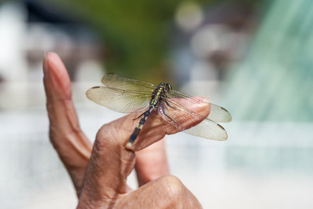 A dragonfly rests on an old man's hand, close-upの写真素材