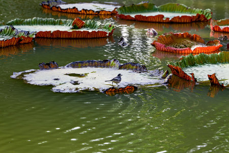 A bird standing on a huge lotus leaf in the pondの写真素材
