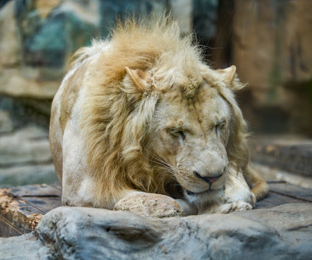 A big lion sleeping, animal beastの写真素材