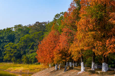 Red maple tree forest by the water in autumn, autumn sceneryの写真素材