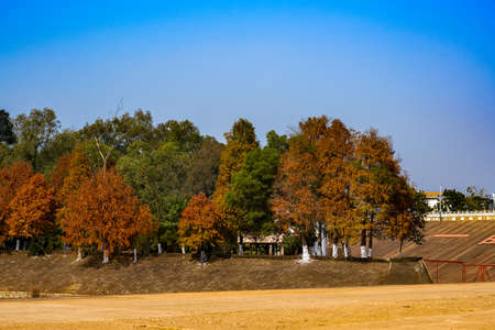 Red maple tree forest by the water in autumn, autumn sceneryの写真素材