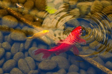 Colorful Koi close-up in the pondの写真素材