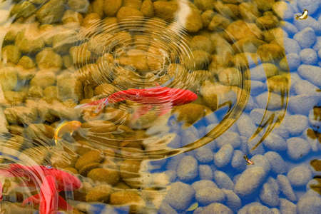 Colorful Koi close-up in the pond