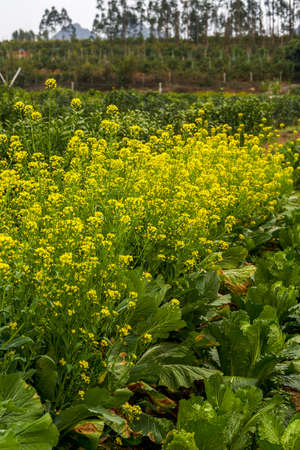 Kale growing in the field, mustard greens close-up