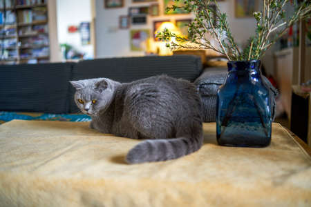 A cute gray blue cat British Shorthair close-upの写真素材