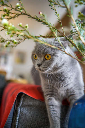 A cute gray blue cat British Shorthair close-upの写真素材