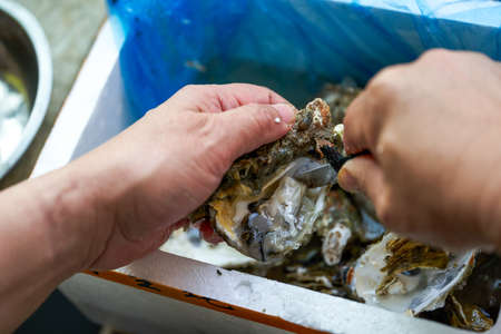 A chef is prying open the shells of oysters, opening the oystersの写真素材