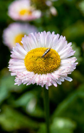 Close-up of a blooming small daisy flower, flower and bug, Bellis perennis.