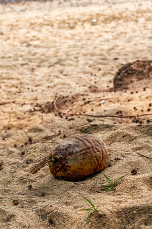 Closeup of rotten coconut on the beach by the seaの写真素材
