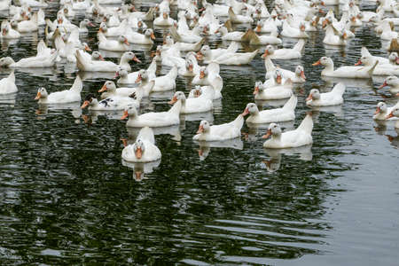 A large group of white-haired ducks in the duck farm