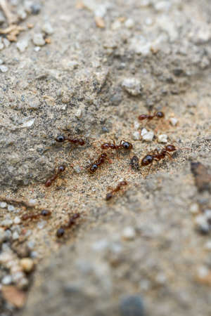 Macro close-up of a group of ants on the groundの写真素材