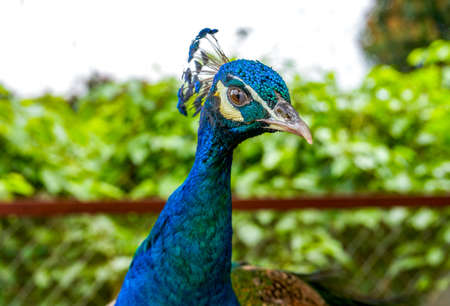 A beautiful and colorful male peacockの写真素材