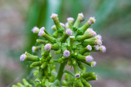 Macro close-up of a small purple wild flower by the roadsideの写真素材