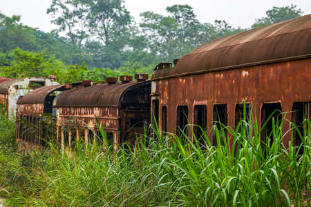 A batch of rusty train carriages abandoned in the forest