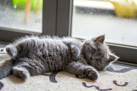 Close-up of a cute blue cat