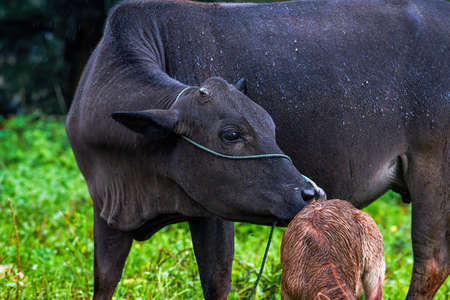 Close-up of a herd of buffaloの写真素材