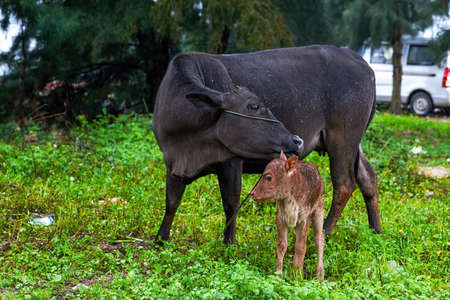 Close-up of a herd of buffaloの写真素材