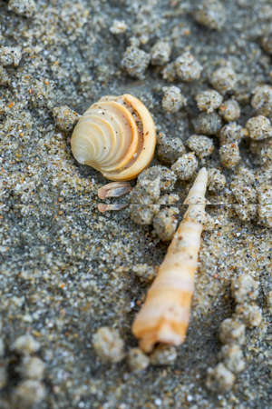 Macro close-up of seashells on the beach