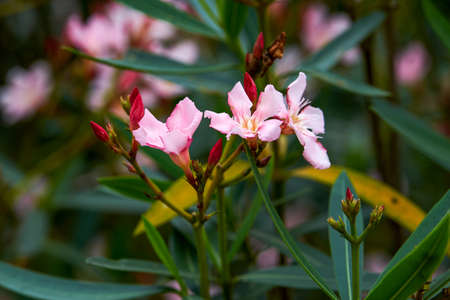 A oleander tree full of flowers, oleander flowers in full bloom