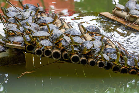 A group of water turtles gather on a bamboo raft in the turtle pondの写真素材