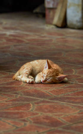 Close-up of a cute Chinese pastoral cat kitten sleepingの写真素材